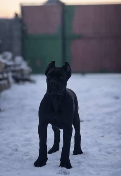 Cane corso