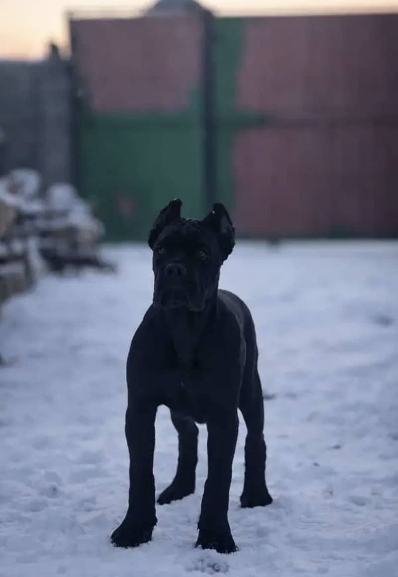 Cane corso 0