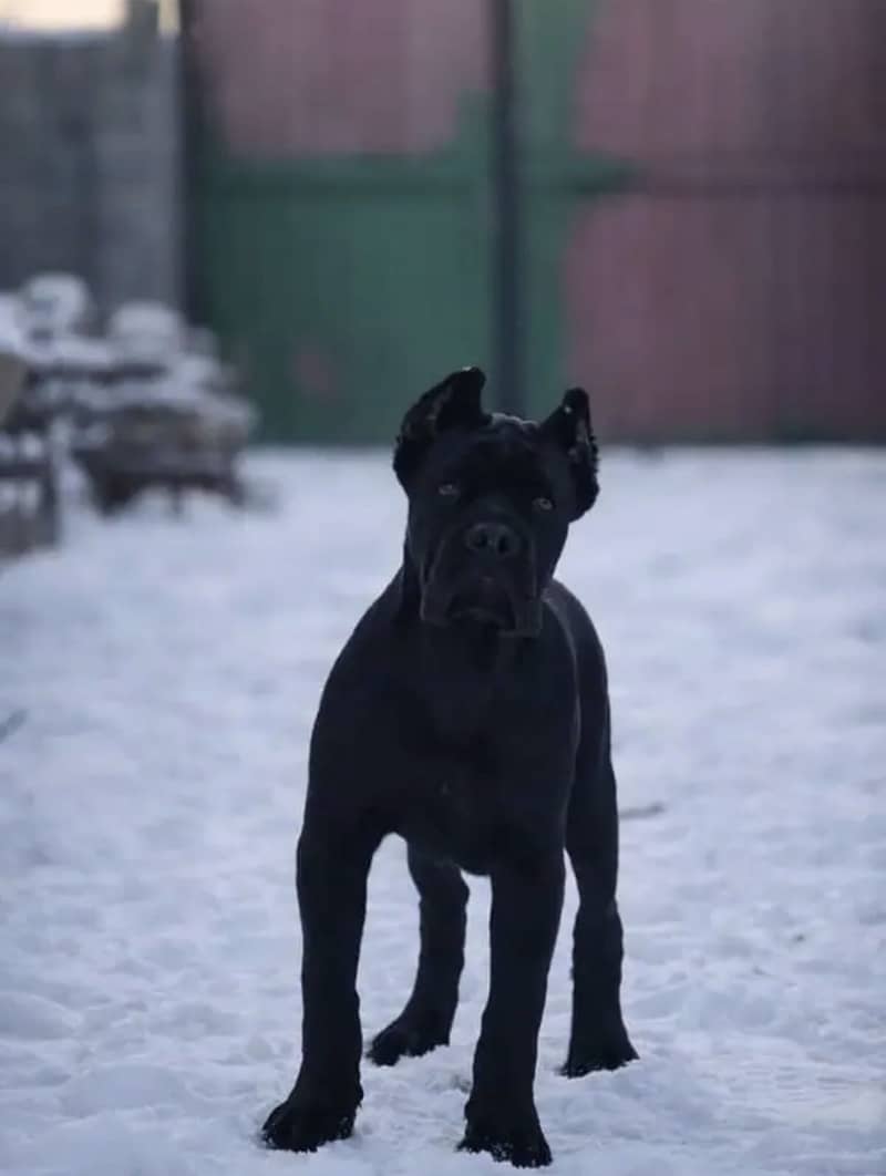Cane corso 1