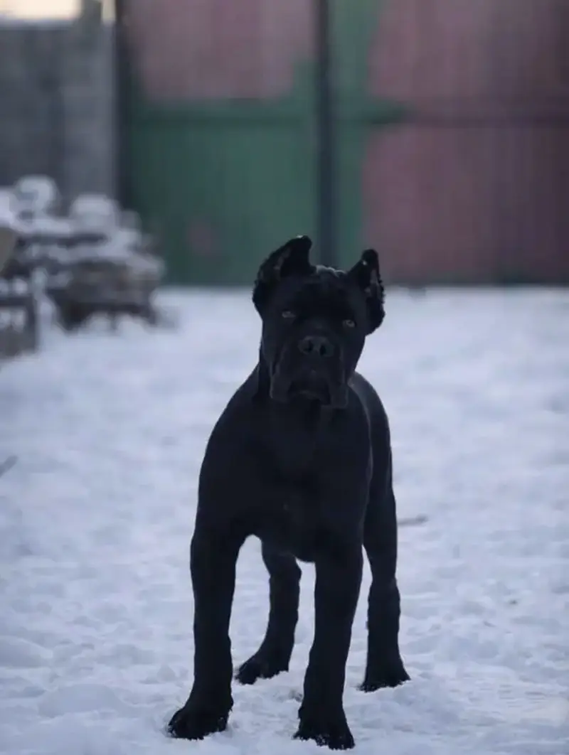 Cane corso — photo 2