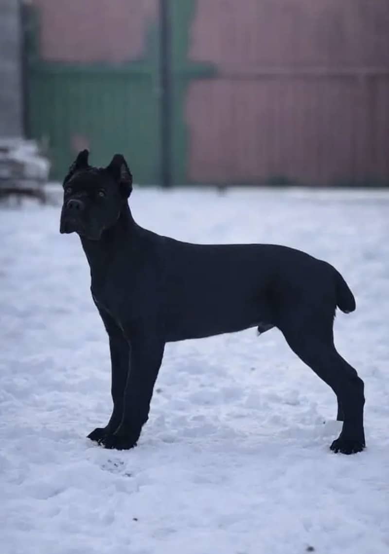 Cane corso 2