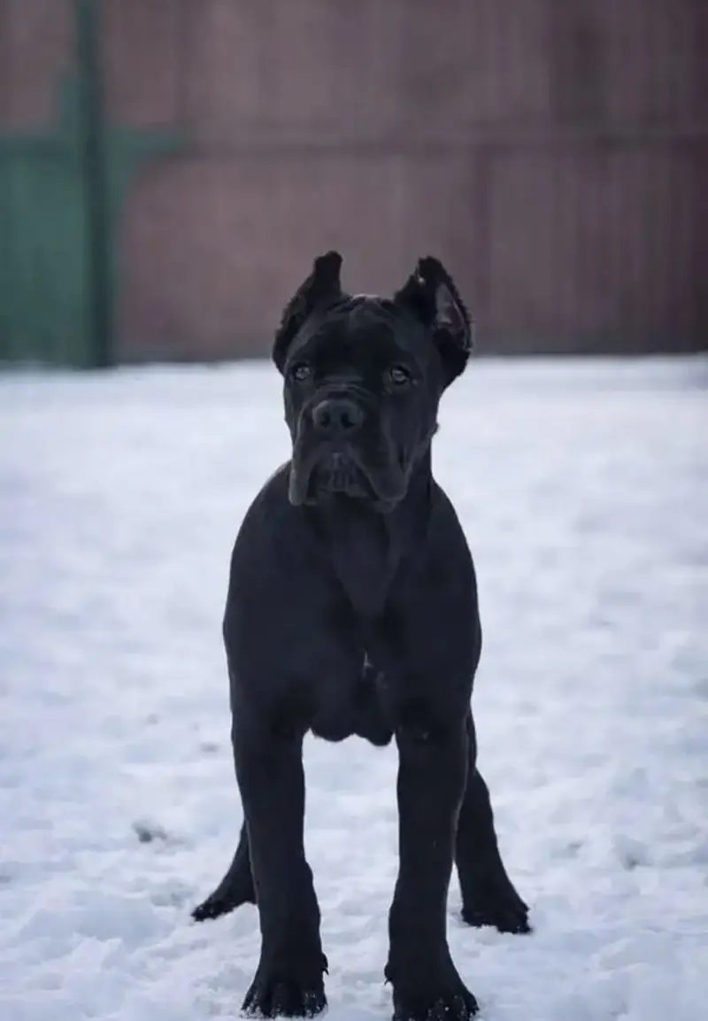 Cane corso — photo 4