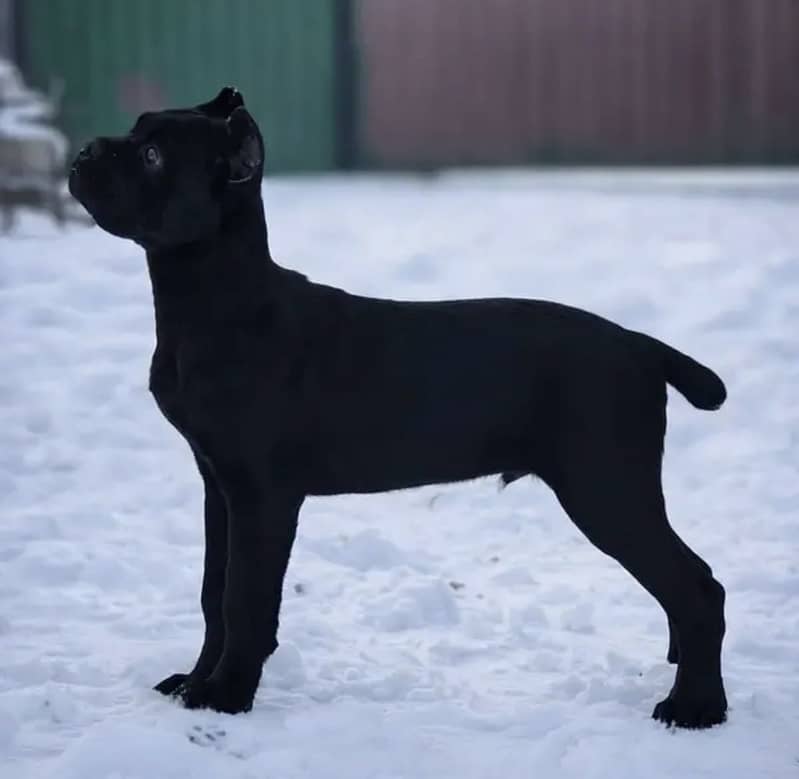 Cane corso 4