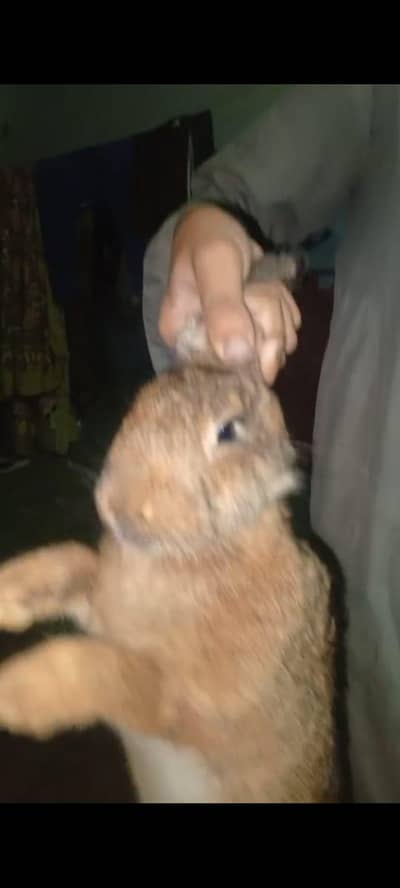 German x newzeland Rabbits