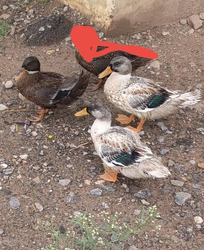 Shining Pankh 3 males available