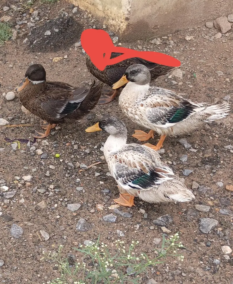 Shining Pankh 3 males available