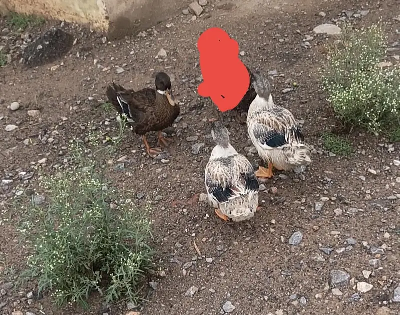 Shining Pankh 3 males available — photo 3