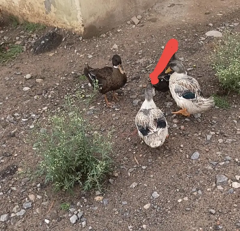 Shining Pankh 3 males available — photo 4