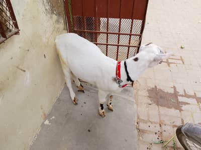 teddy bakra