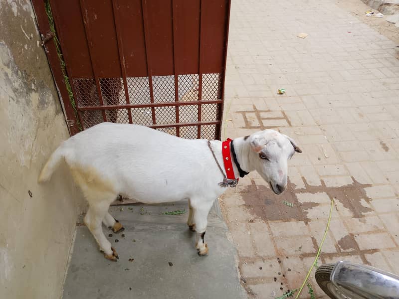 teddy bakra 1