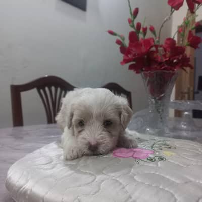 labradoodle puppy
