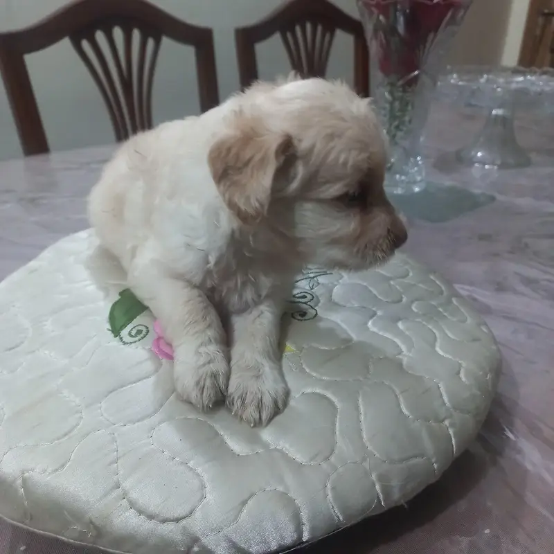 labradoodle puppy — photo 2