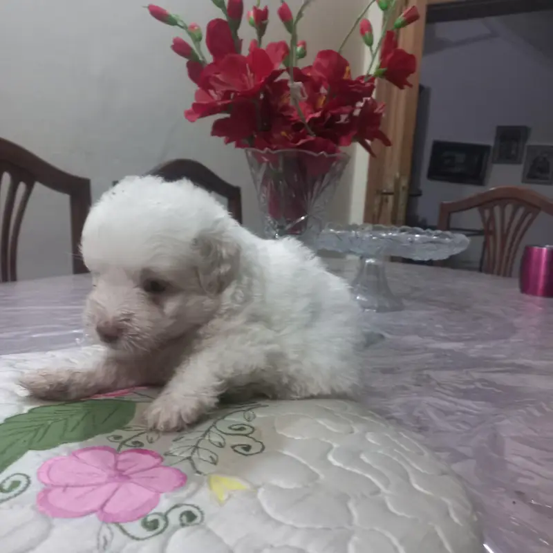 labradoodle puppy — photo 3