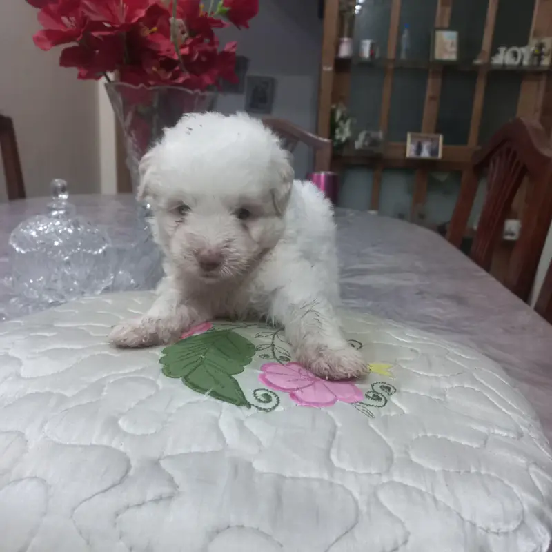 labradoodle puppy — photo 4