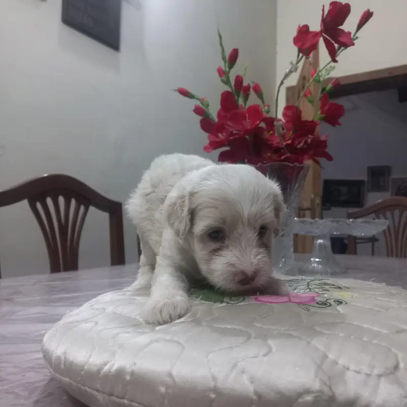 labradoodle puppy — photo 5