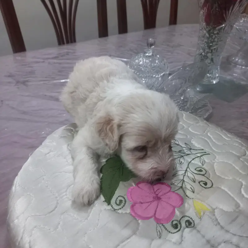 labradoodle puppy — photo 6