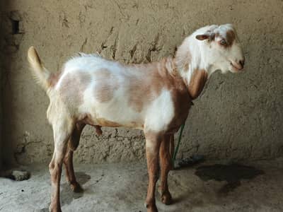 yah Bakra ghar ka Bhala Hua Hai