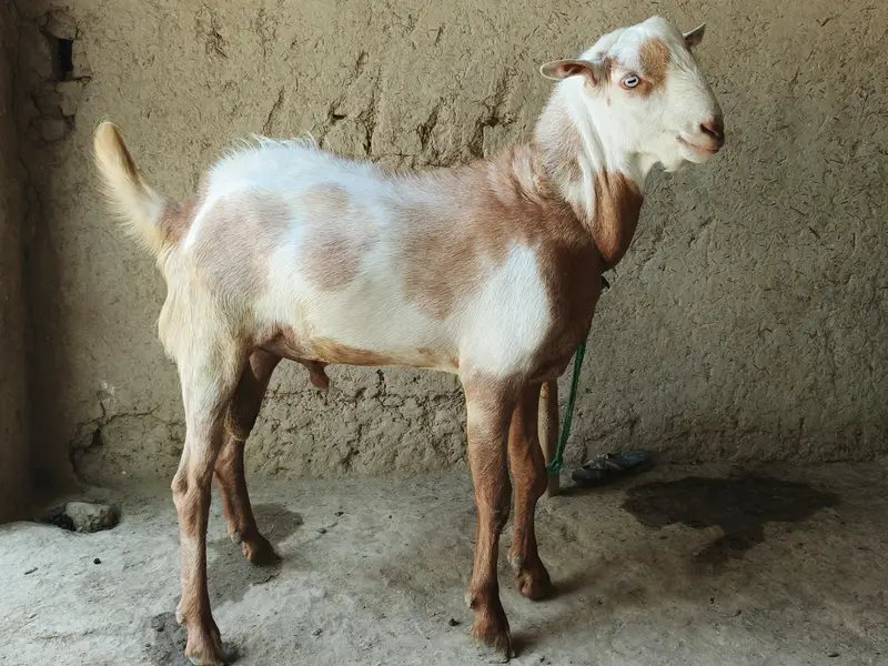 yah Bakra ghar ka Bhala Hua Hai — photo 2
