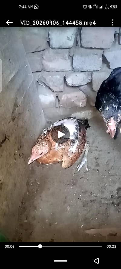 kurk female or paper white madiyan