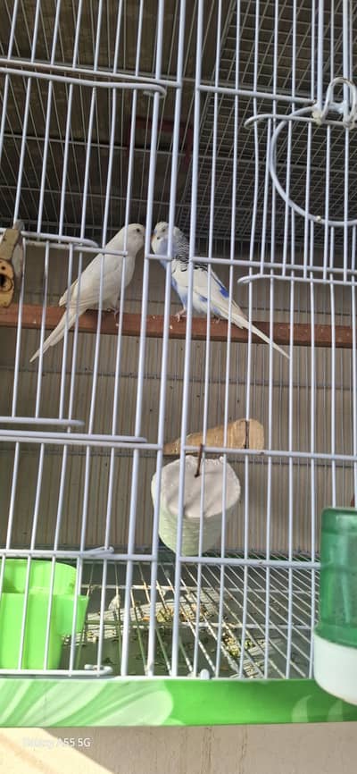 budgeri pair breedar pair