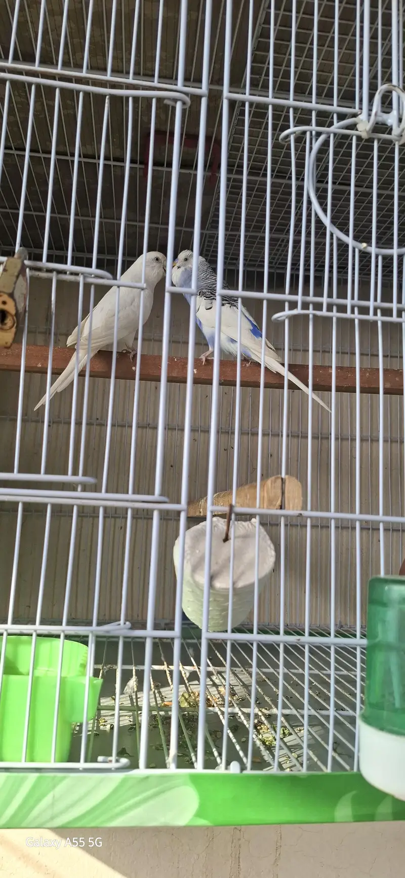 budgeri pair breedar pair — photo 2