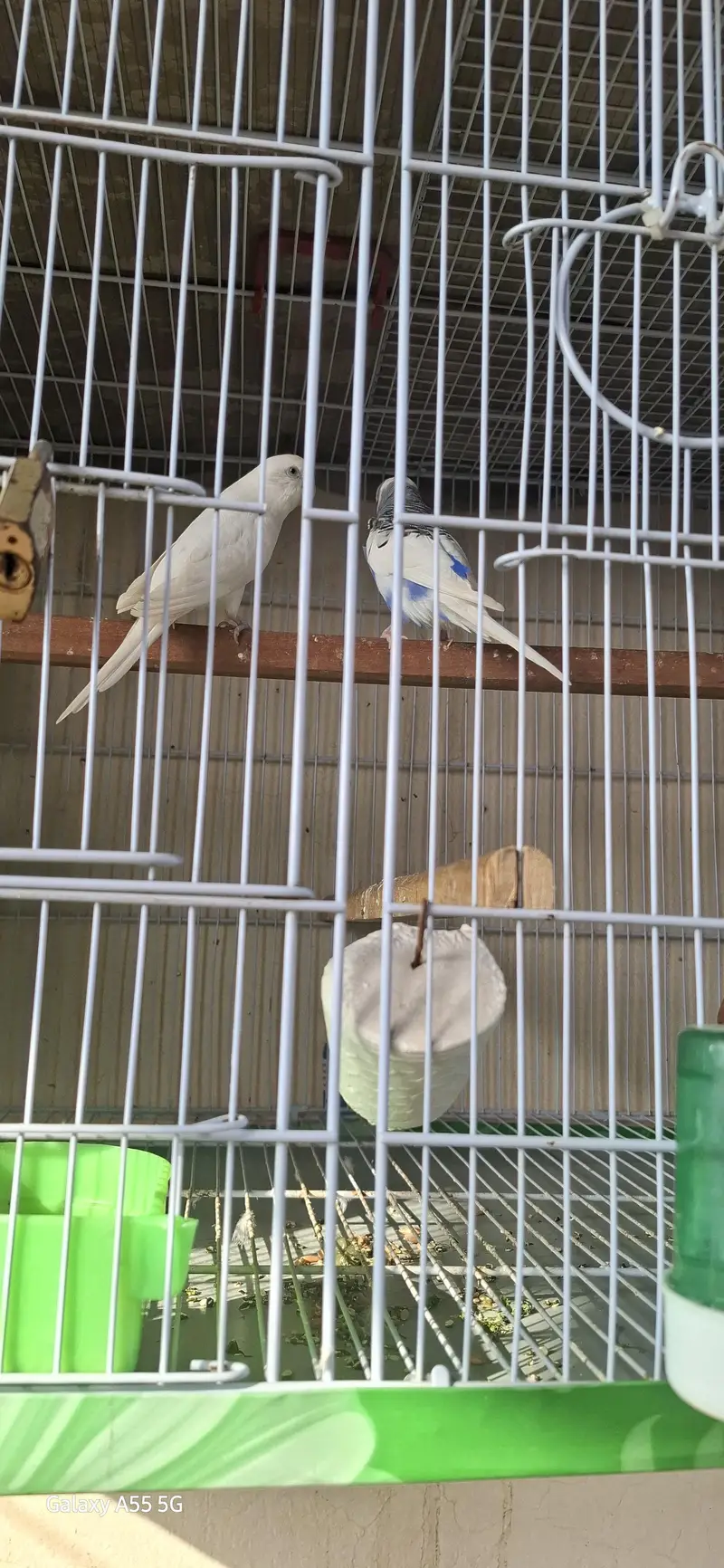 budgeri pair breedar pair — photo 3