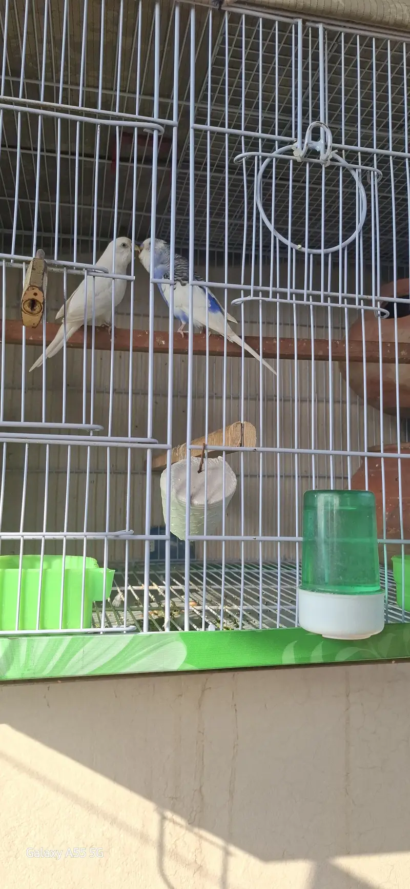 budgeri pair breedar pair — photo 4