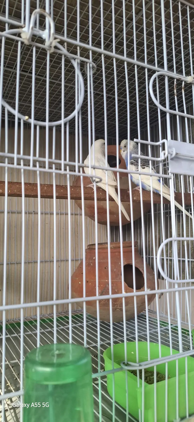 budgeri pair breedar pair — photo 8