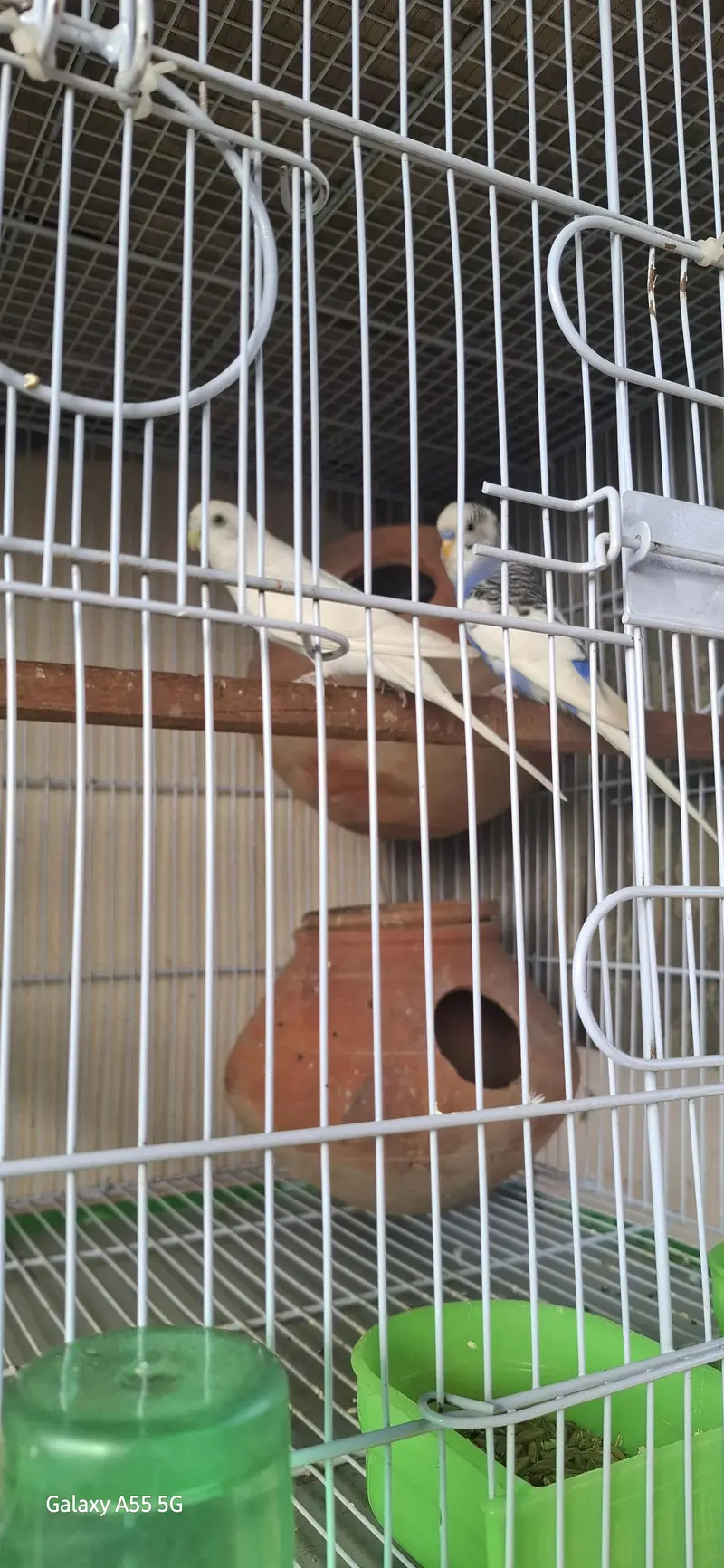 budgeri pair breedar pair — photo 9