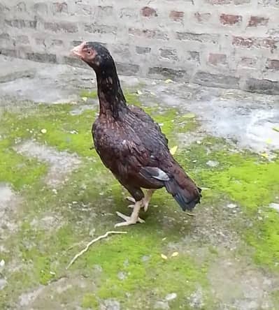 0 size Amroha Bloodline Pathi for sale