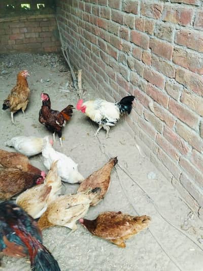 desi egg laying hens for sale