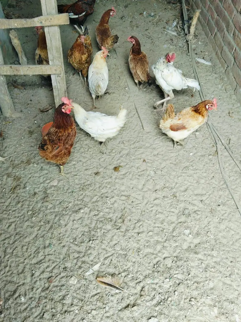 desi egg laying hens for sale — photo 2