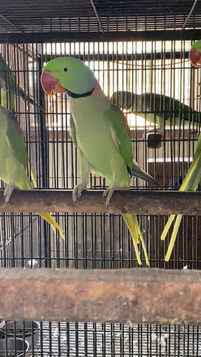 Raw breeder male