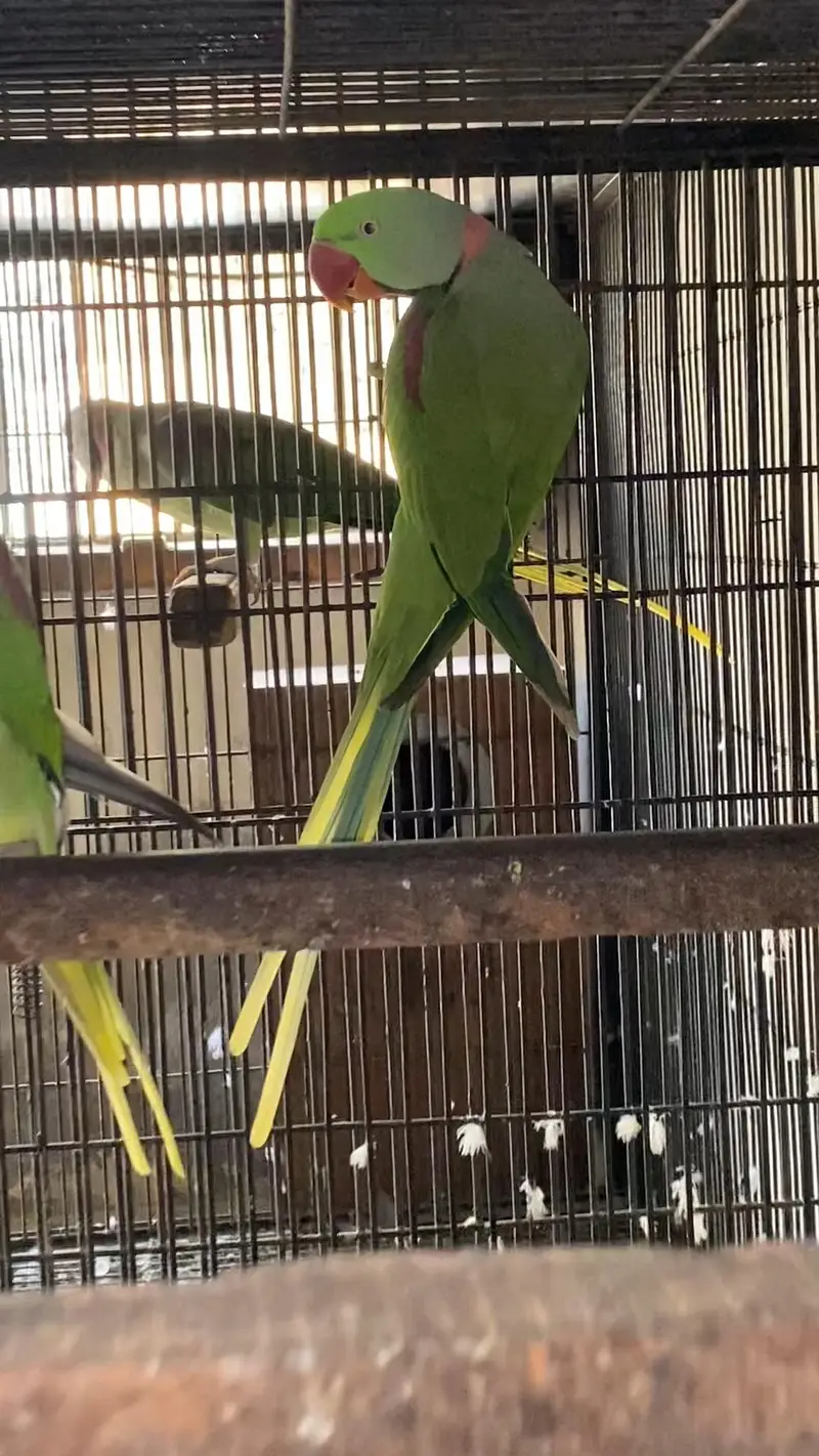 Raw breeder male — photo 2
