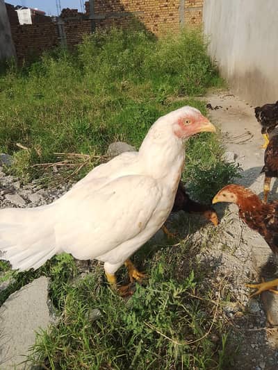 Aseel Murgi with 4 chicks