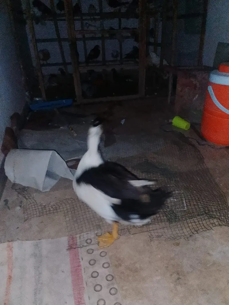 every pet available — photo 3