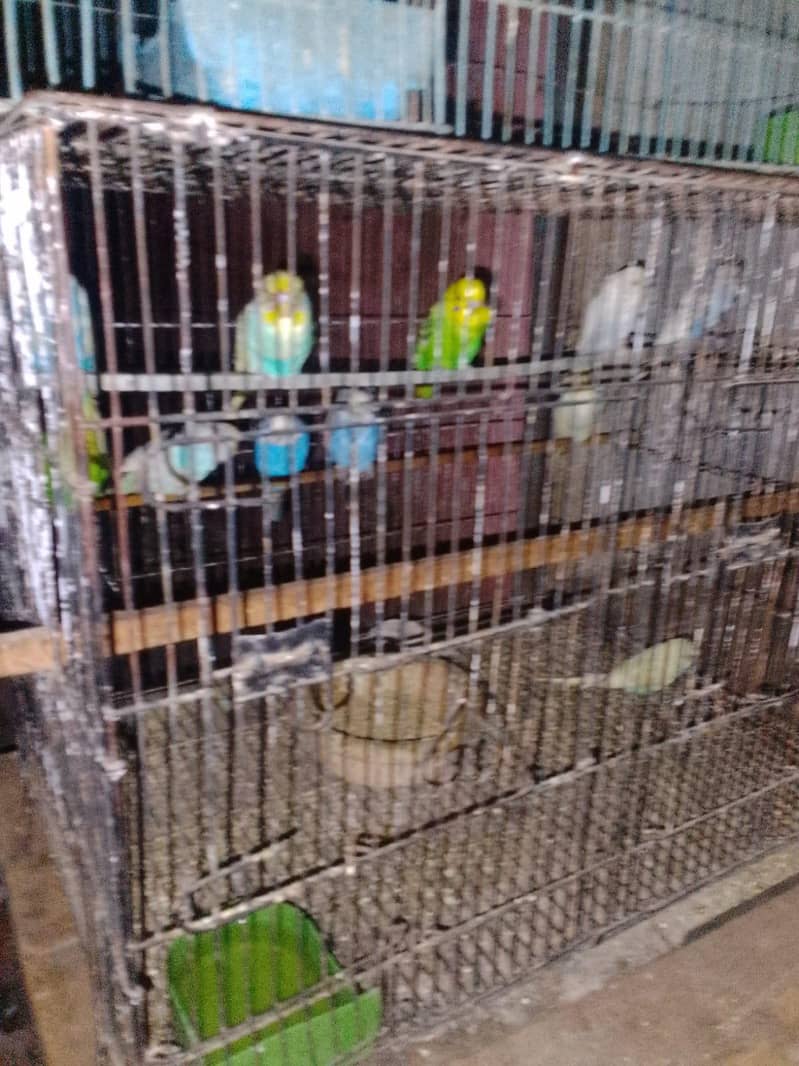 every pet available 3