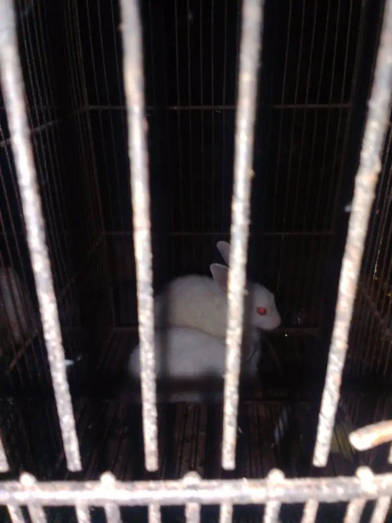every pet available — photo 8