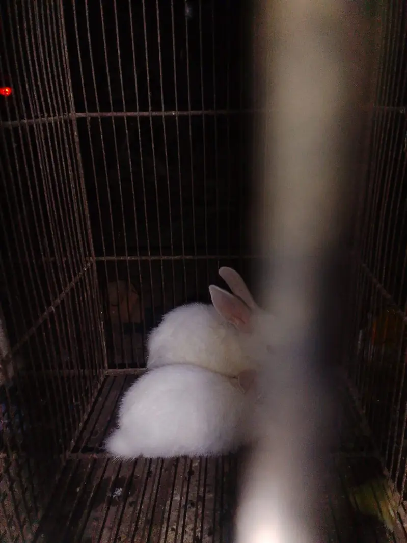 every pet available — photo 11
