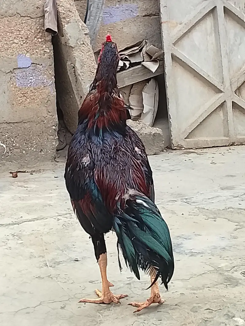 every pet available — photo 12