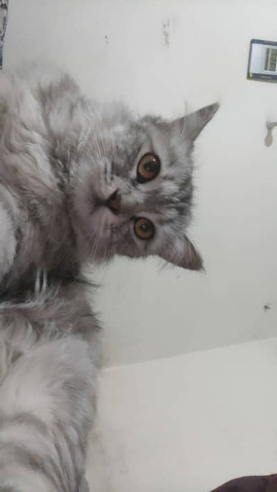 grey white female Persian cat for sale