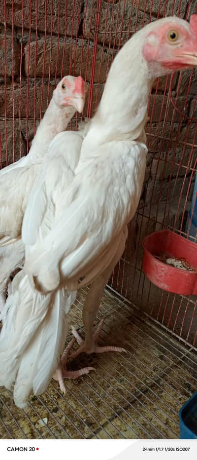 pure heera paper white 2 male chick ctive and healthy  white nok nali