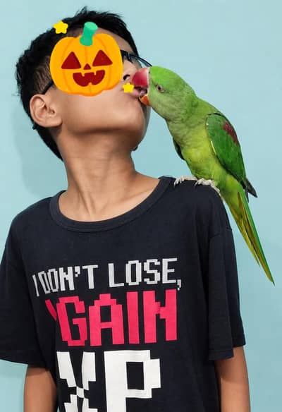 Handtamed raw male parrot
