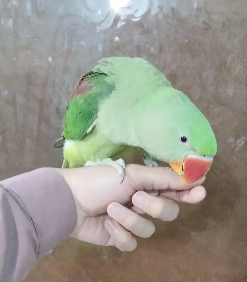 Handtamed raw male parrot — photo 3
