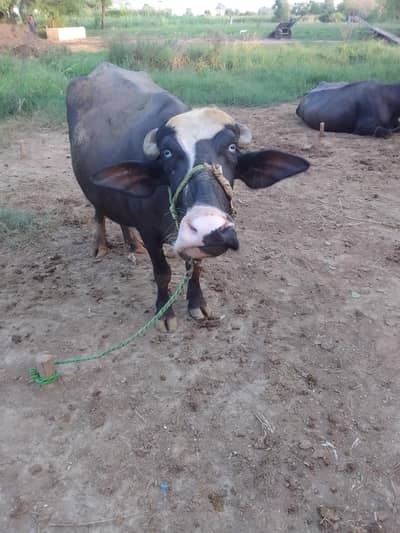 pure neli ki pelan joti