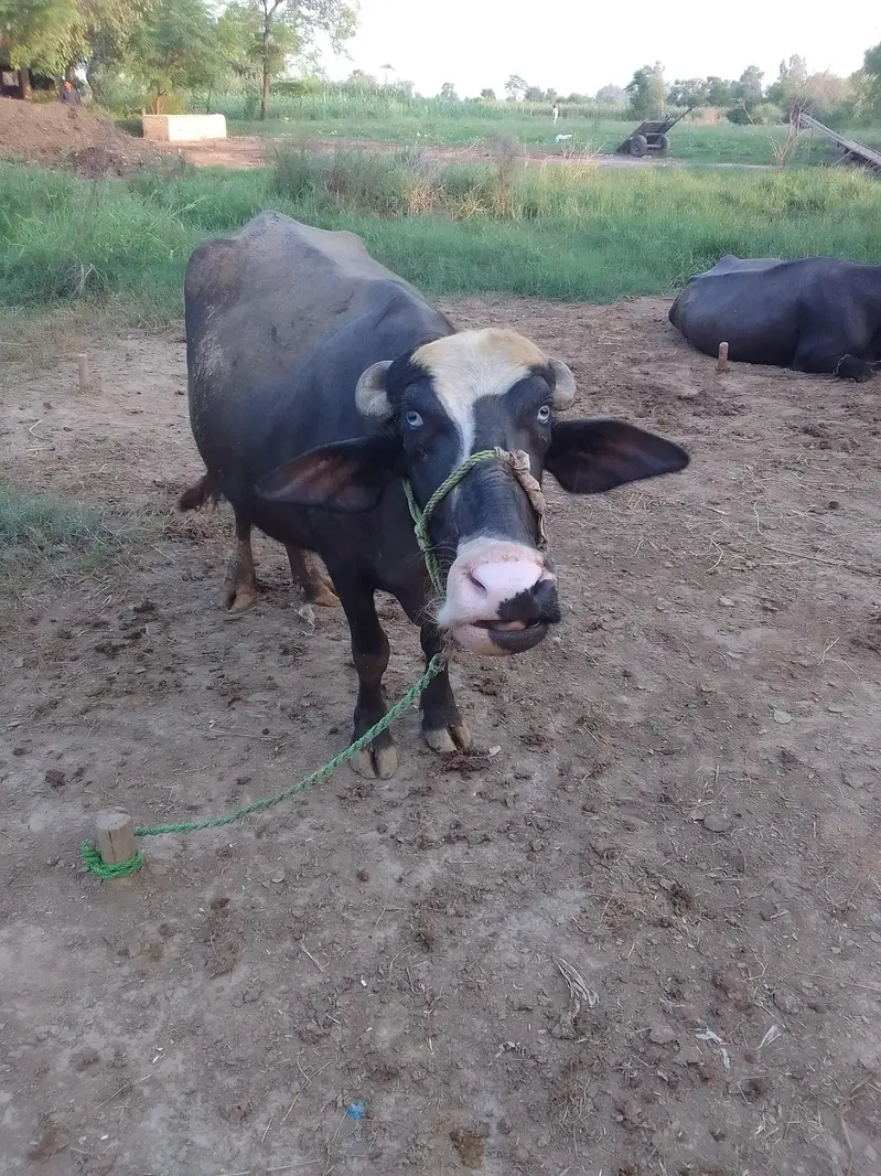 pure neli ki pelan joti — photo 2