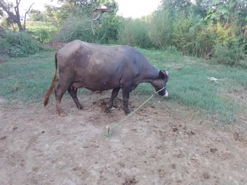 pure neli ki pelan joti — photo 3