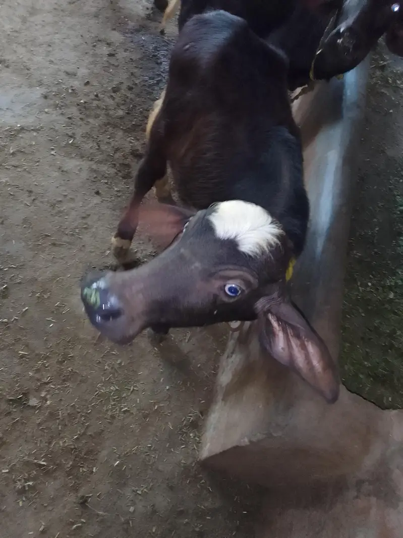 pure neli ki pelan joti — photo 5