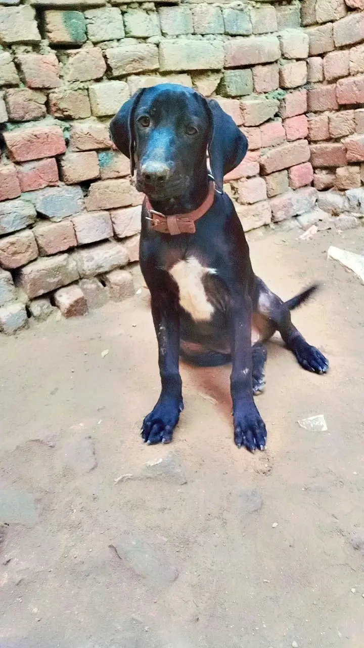 Ad ka tital — photo 2