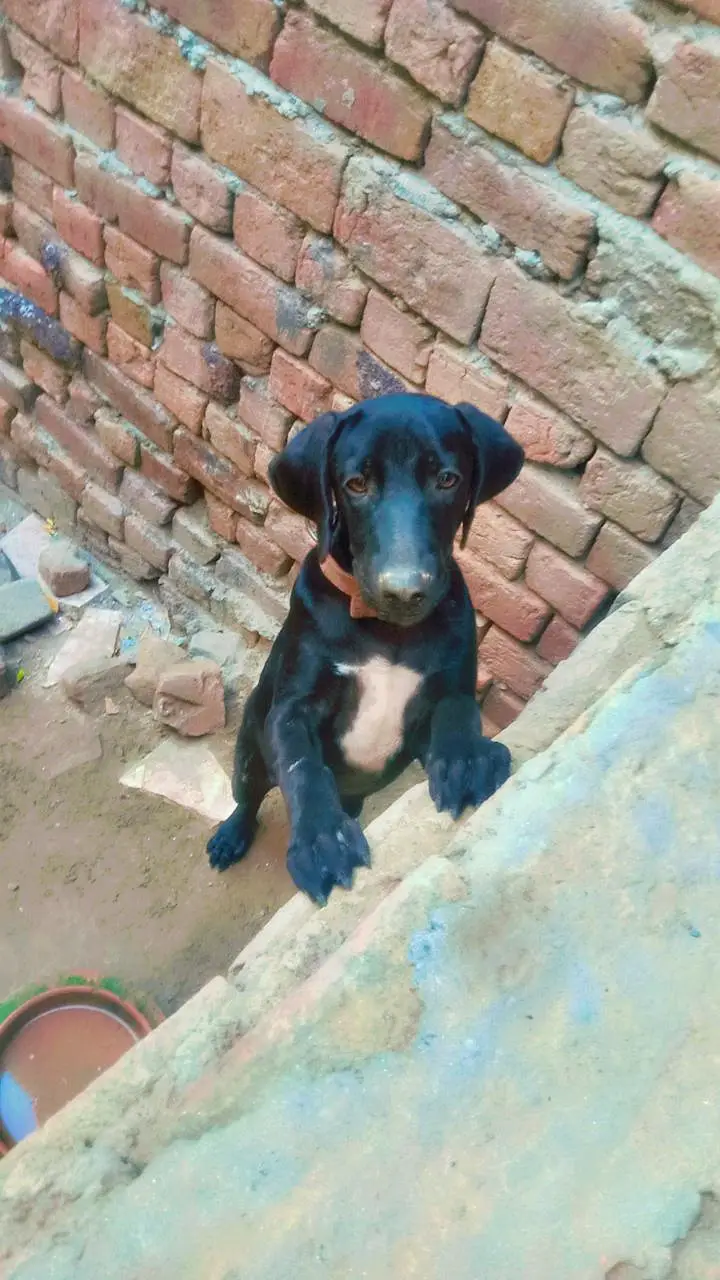 Ad ka tital — photo 3